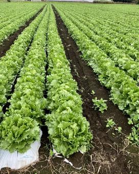 レタス畑の風景 レタス畑の風景 レタス,野菜,葉野菜の写真素材