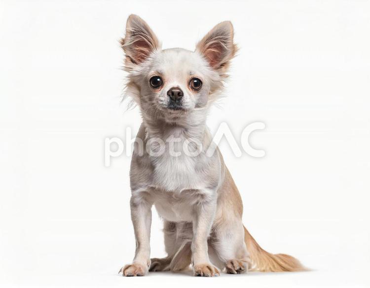 白い背景にベージュ色のチワワ チワワ,小型犬,お座りの写真素材