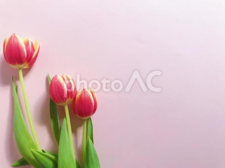 ピンクと黄色のチューリップ　文字スペース チューリップ,ピンク,春の写真素材