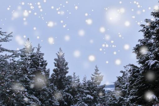 雪化粧した樹木 冬,雪,粉雪の写真素材