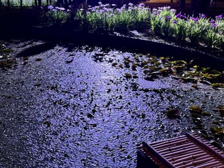 Horikiri Iris Garden at night Illuminated irises, JPG