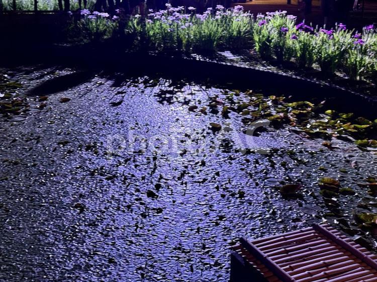 夜の堀切菖蒲園　ライトアップされる花菖蒲 堀切菖蒲園,5月,菖蒲の写真素材
