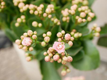 カランコエ カランコエ カランコエ,はな,花の写真素材