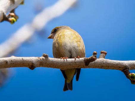枝にとまるカワラヒワ 枝にとまるカワラヒワ カワラヒワ,野鳥,鳥の写真素材