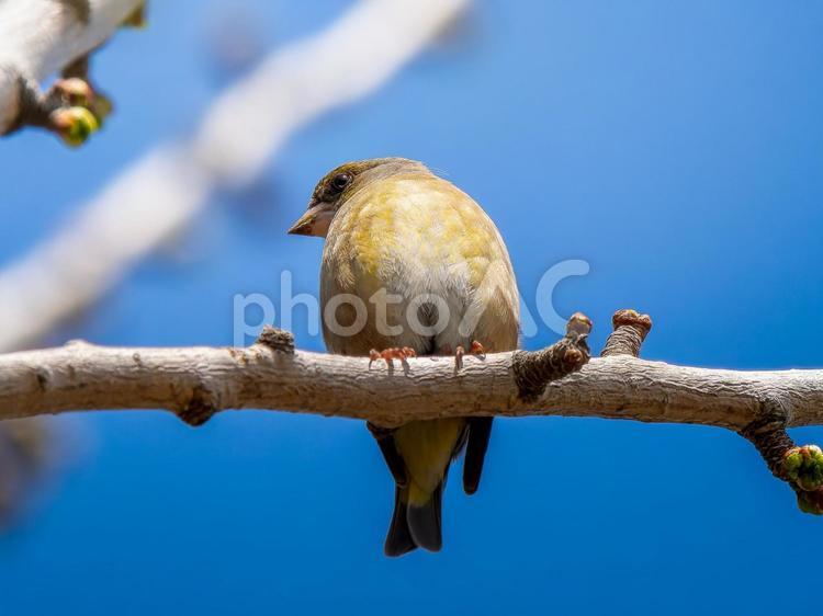 枝にとまるカワラヒワ カワラヒワ,野鳥,鳥の写真素材
