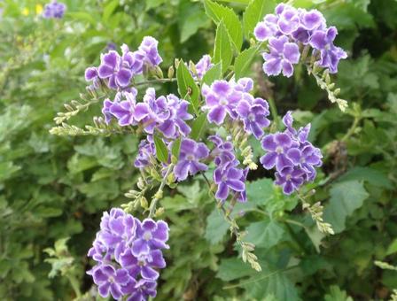 紫の花 紫の花の写真
