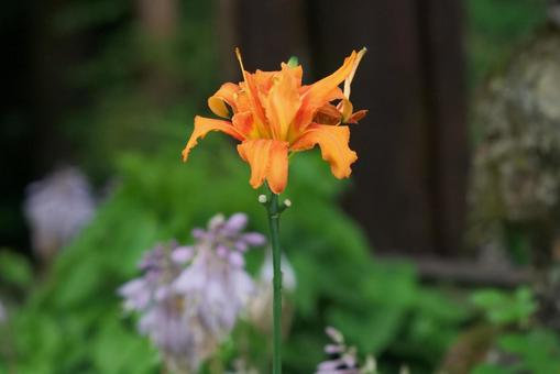 Turnip daylily, JPG Turnip daylily, JPG