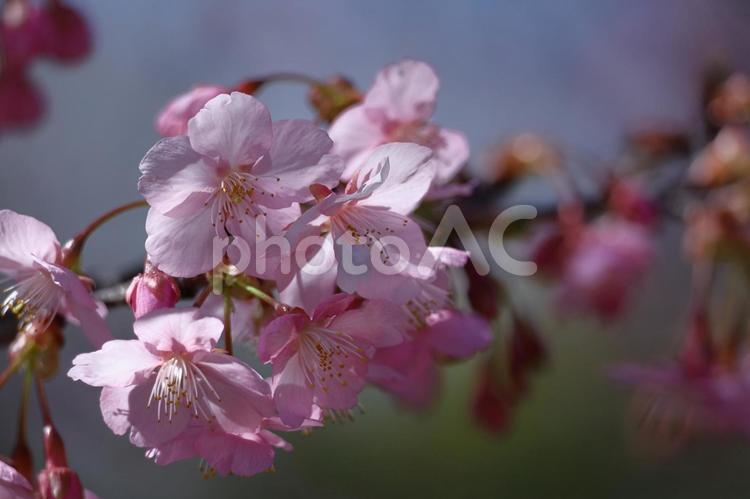 伊豆発祥の早咲き桜 河津桜,花,バラ科の植物の写真素材