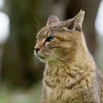 野良猫のクローズアップ❶ 猫,野良猫,キジトラの写真素材