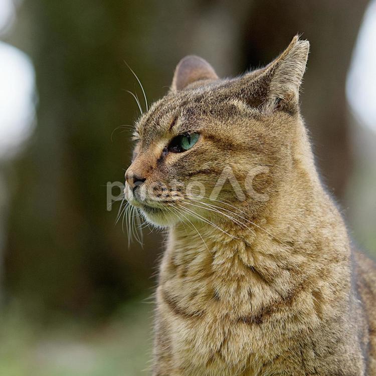 野良猫のクローズアップ❶ 猫,野良猫,キジトラの写真素材