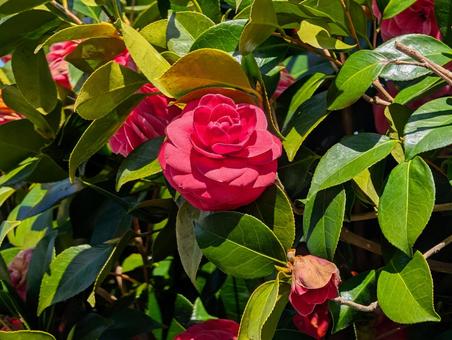 美しい椿の花 美しい椿の花の写真