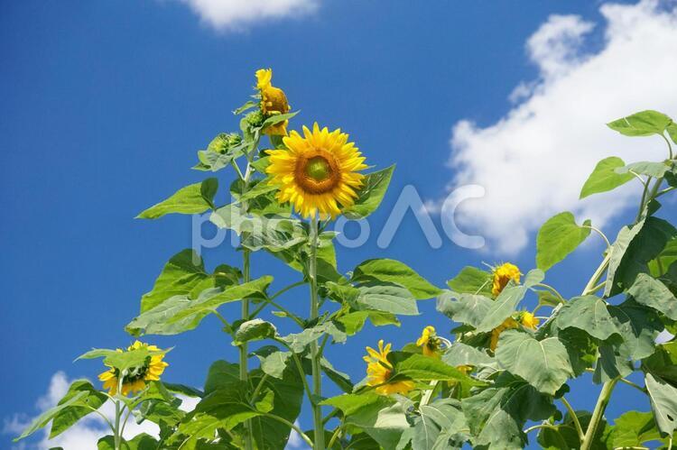 ヒマワリと青空 ヒマワリ,向日葵,青空の写真素材