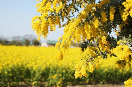 菜の花とアカシア アカシア,春,季節の写真素材