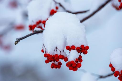 雪の帽子を深く被り鮮やかに実るナナカマド ナナカマド,赤い実,積雪の写真素材