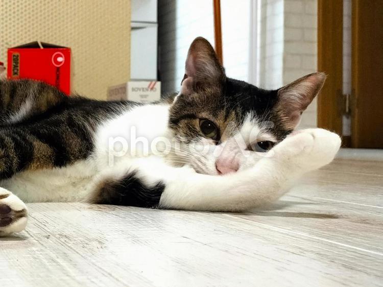 寝そべっている猫のアップ 猫,保護猫,ペットの写真素材