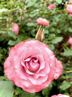 「浪漫」という名の薔薇の花 01 「浪漫」という名の薔薇の花 01 薔薇,バラ,花の写真素材