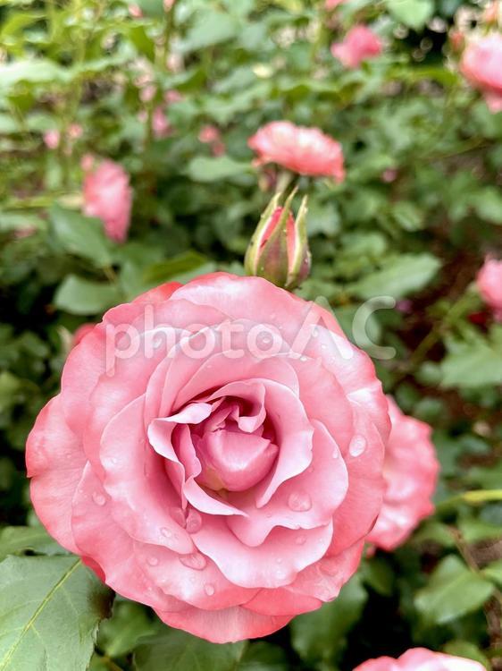 「浪漫」という名の薔薇の花 01 薔薇,バラ,花の写真素材