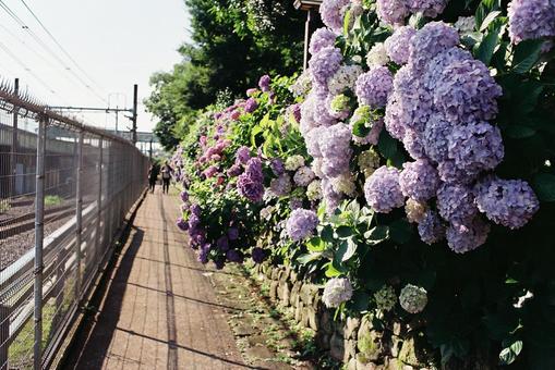 街並みの写真 (紫陽花) 街並みの写真 (紫陽花) 花,植物,紫陽花の写真素材