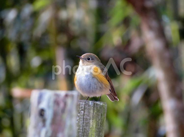 杭の上に留まるルリビタキのメス ルリビタキ,瑠璃鶲,るりびたきの写真素材