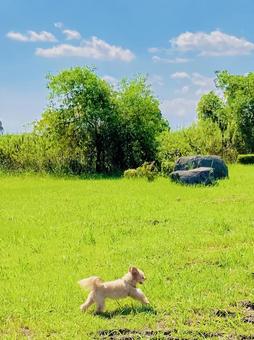 遊んでいる犬 遊んでいる犬の写真