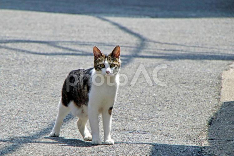 出会いがしらの猫 野良猫,地域猫,街角の写真素材