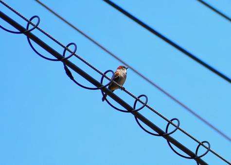 お洒落な電線とスズメ お洒落な電線とスズメ 青空,春空,空の写真素材