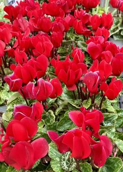 花★シクラメン（赤） シクラメン,赤,フラワーの写真素材