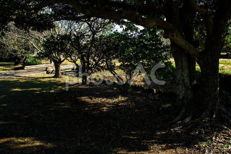 ＜五島の風景＞冬のさんさん富江キャンプ村 風景,公園,植物の写真素材