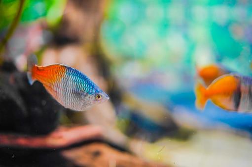 色とりどりの熱帯魚 色とりどりの熱帯魚 熱帯魚,魚,アクアリウムの写真素材
