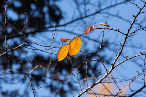 晩秋 晩秋 秋,秋素材,紅葉の写真素材