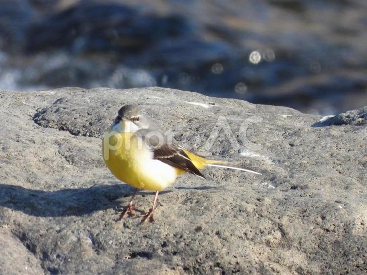 近所の小川で撮ったキセキレイ バードウォッチング,野鳥,小鳥の写真素材