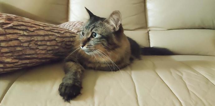 ねこ ねこ 猫,ねこ,ふわふわの写真素材