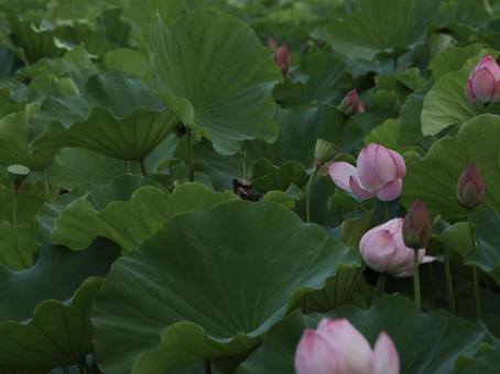 蓮 [無加工]版 縦横4:3 蓮,蕾,花の写真素材