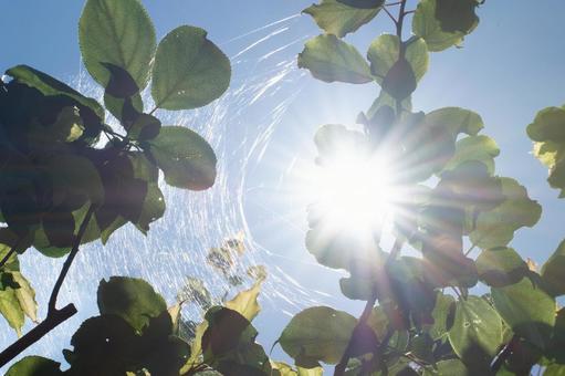 Sunlight shining through the leaves and a spider web, JPG Sunlight shining through the leaves and a spider web, JPG