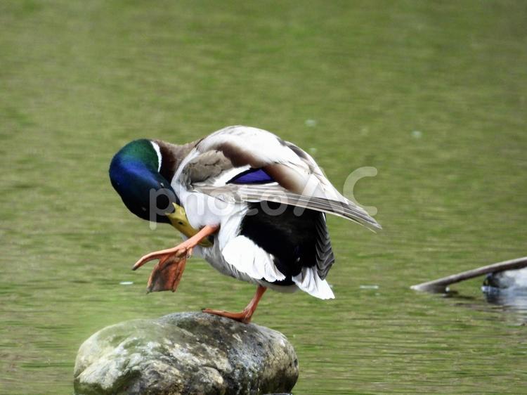 毛繕いをするマガモ 鳥,野鳥,マガモの写真素材