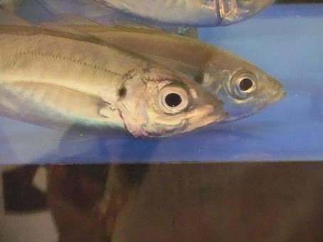 水槽の魚-1 水槽の魚-1 水槽,水中,魚の写真素材