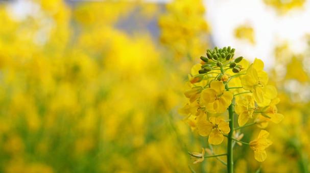 菜の花畑（散歩・ピクニック・癒やし） 菜の花,花,黄色の写真素材