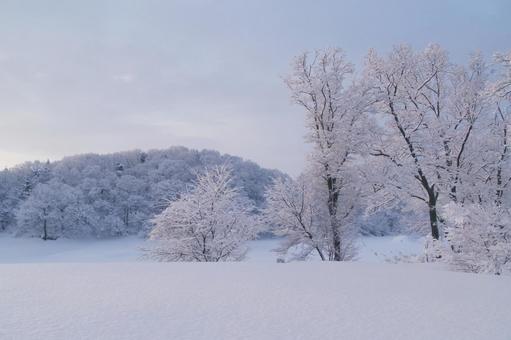 雪景色の朝 雪景色の朝 朝焼け,スペース,余白の写真素材
