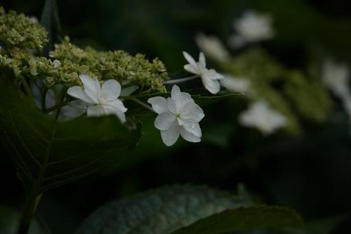 紫陽花 紫陽花の写真