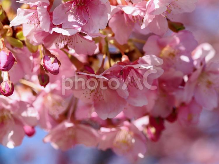 河津桜のある風景 河津桜,桜,花の写真素材