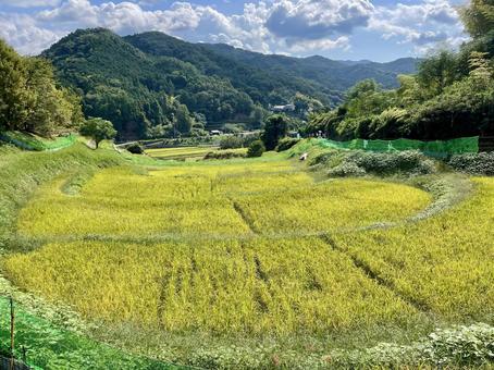 山間の棚田 山間の棚田 棚田,田んぼ,稲の写真素材