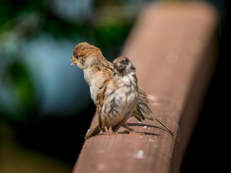 柵にとまるスズメ 柵にとまるスズメ スズメ,雀,鳥の写真素材