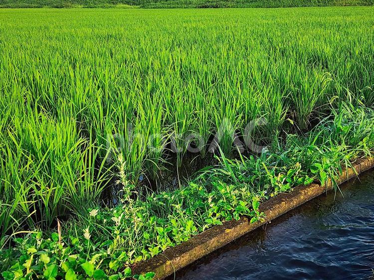 田んぼ　阿蘇地方 田舎暮らし,田舎,自然の写真素材