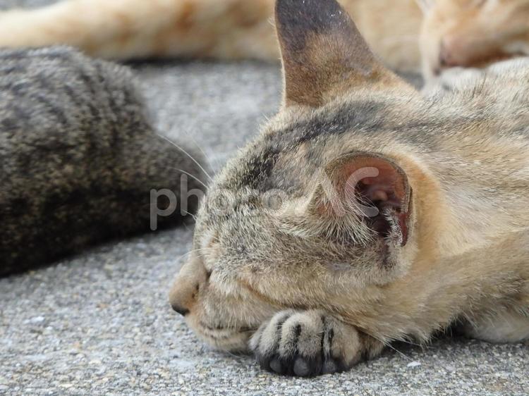 お昼寝ネコ 猫,ねこ,ネコの写真素材
