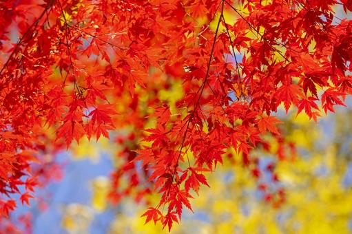 秋の紅葉 秋の紅葉 紅葉,秋,背景の写真素材