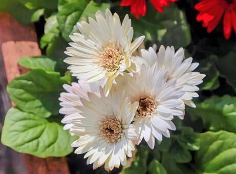 純粋 ガーベラ,花,flowerの写真素材