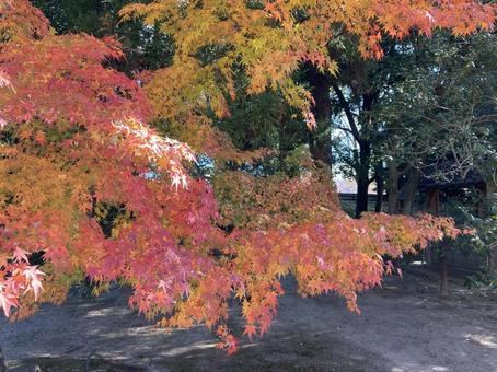 紅葉2 紅葉2の写真