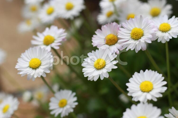 たくさんの白い花 花,春,白い花の写真素材
