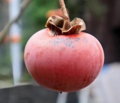 柿は医者いらず 柿,食べ物,植物の写真素材