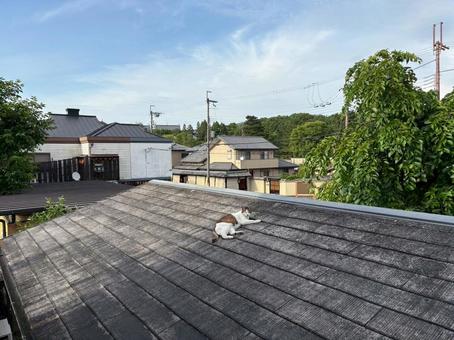 くつろぎ猫 空,雲,青空の写真素材